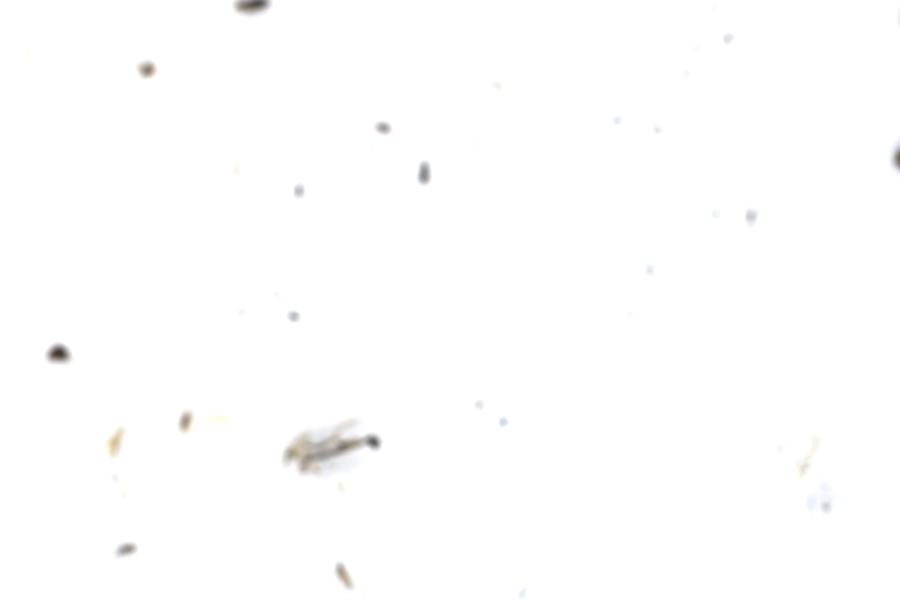 Image 139